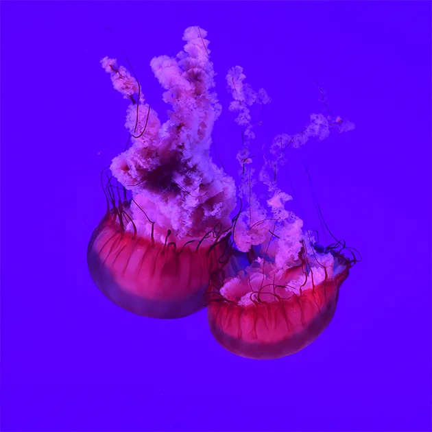 hth